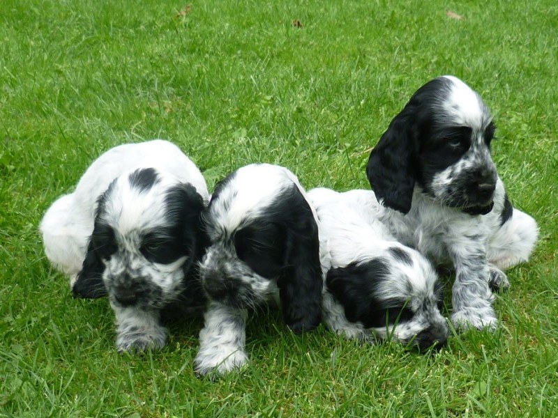 39-Flip, Fant, Fanny, Fred.JPG